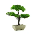 Küçük Saksıda Yapay Bitki Bonsai